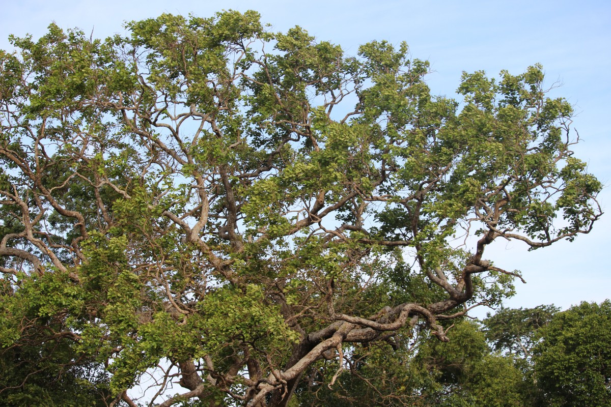 Pterocarpus marsupium Roxb.